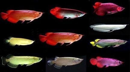喂養(yǎng)龍魚的活食種類及殺菌消毒方法有哪些:龍魚活食選擇標準是什么 龍魚百科 第2張 喂養(yǎng)龍魚的活食種類及殺菌消毒方法有哪些:龍魚活食選擇標準是什么 喂養(yǎng)龍魚的活食種類及殺菌消毒方法有哪些:龍魚活食選擇標準是什么 龍魚百科 第2張