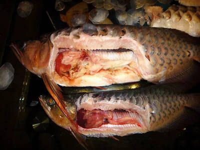 龍魚怎么消化食物：龍魚消化不良怎么辦