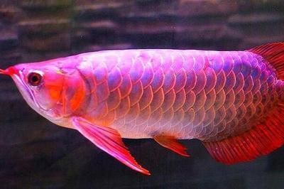 龍魚怎么消化食物：龍魚消化不良怎么辦