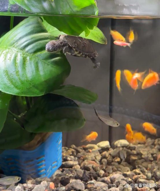 火龍魚可以和草龜一起養嗎