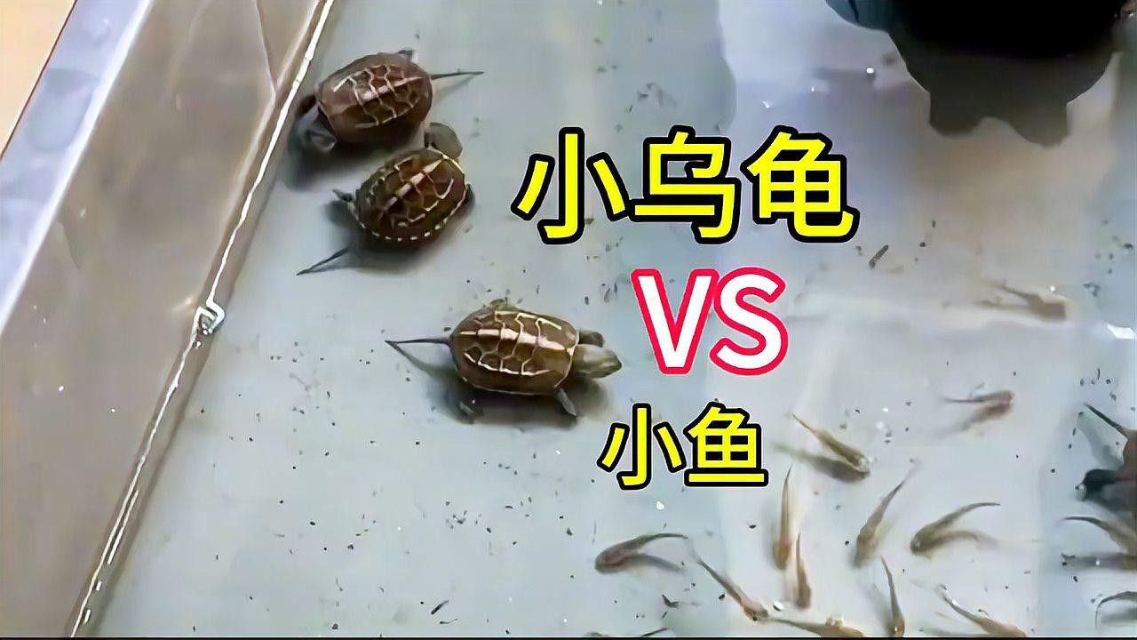 火龍魚可以和草龜一起養嗎