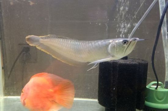 蝴蝶鯉能不能銀龍魚混養【蝴蝶鯉和銀龍魚混養蝴蝶鯉和銀龍魚混養的成功案例】