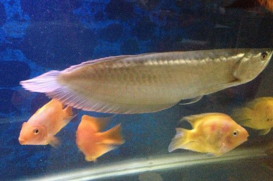 蝴蝶鯉能不能銀龍魚混養【蝴蝶鯉和銀龍魚混養蝴蝶鯉和銀龍魚混養的成功案例】