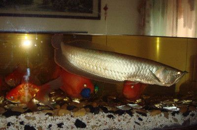 蝴蝶鯉能不能銀龍魚混養(yǎng)【蝴蝶鯉和銀龍魚混養(yǎng)蝴蝶鯉和銀龍魚混養(yǎng)的成功案例】