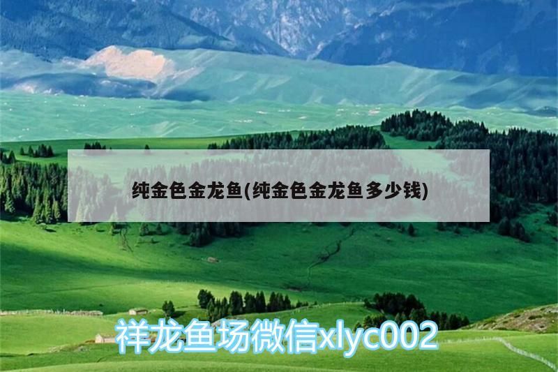 純金色金龍魚(純金色金龍魚多少錢)