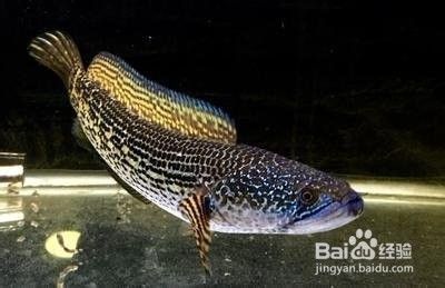 黃金眼鏡雷龍魚怎么分公母（黃金眼鏡雷龍魚的公母區(qū)分）