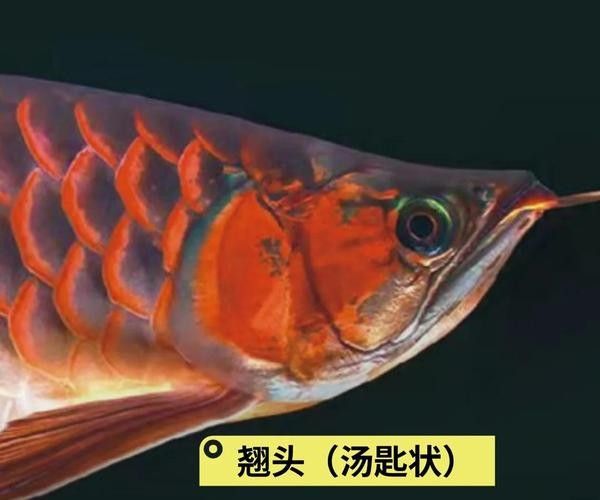 龍魚過背和高背的區(qū)別圖片對(duì)比