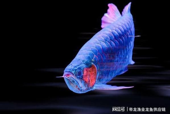 觀賞龍魚有幾種顏色：觀賞龍魚的主要顏色種類