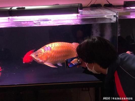 觀賞龍魚有幾種顏色：觀賞龍魚的主要顏色種類