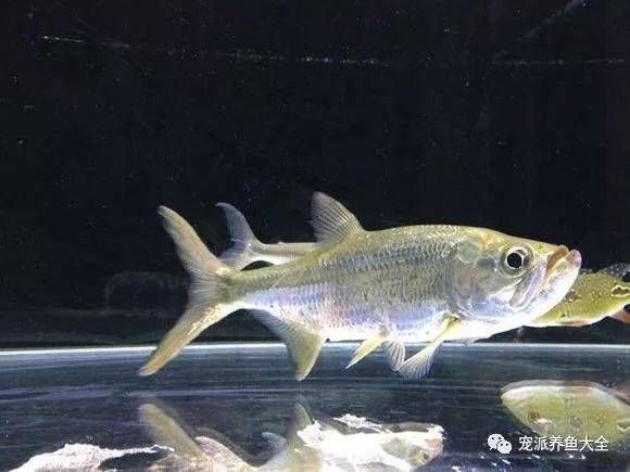 泰龐海鰱觀賞魚(yú)市場(chǎng)價(jià)格：泰龐海鰱觀賞魚(yú)市場(chǎng)價(jià)格波動(dòng)因素泰龐海鰱飼料選擇指南