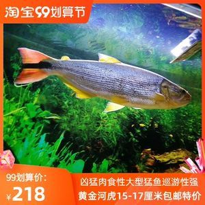 泰龐海鰱觀賞魚(yú)市場(chǎng)價(jià)格：泰龐海鰱觀賞魚(yú)市場(chǎng)價(jià)格波動(dòng)因素泰龐海鰱飼料選擇指南