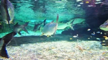 泰龐海鰱觀賞魚(yú)市場(chǎng)價(jià)格：泰龐海鰱觀賞魚(yú)市場(chǎng)價(jià)格波動(dòng)因素泰龐海鰱飼料選擇指南