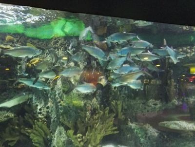 泰龐海鰱觀賞魚(yú)市場(chǎng)價(jià)格：泰龐海鰱觀賞魚(yú)市場(chǎng)價(jià)格波動(dòng)因素泰龐海鰱飼料選擇指南