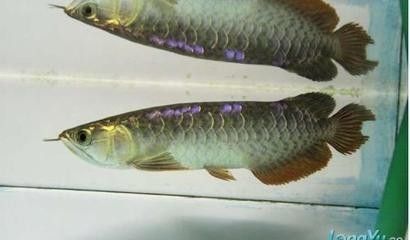 龍魚出現燒尾是什么原因導致呢圖片大全視頻：龍魚燒尾怎么辦