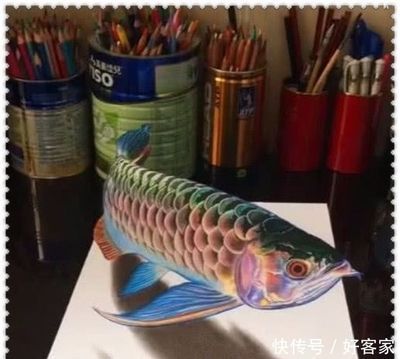 龍魚查詢真偽（如何查詢龍魚的真偽）
