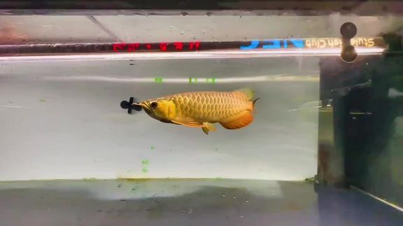 新加坡紅龍魚視頻大全播放免費