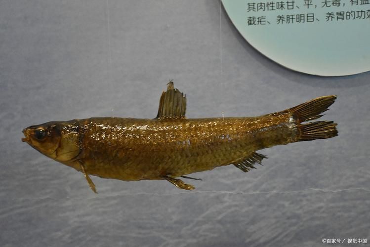 龍源魚照片