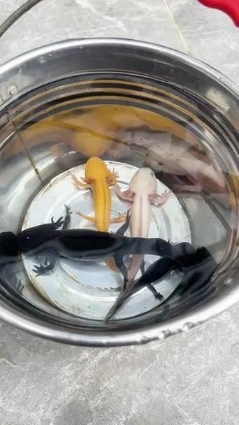 龍源魚照片