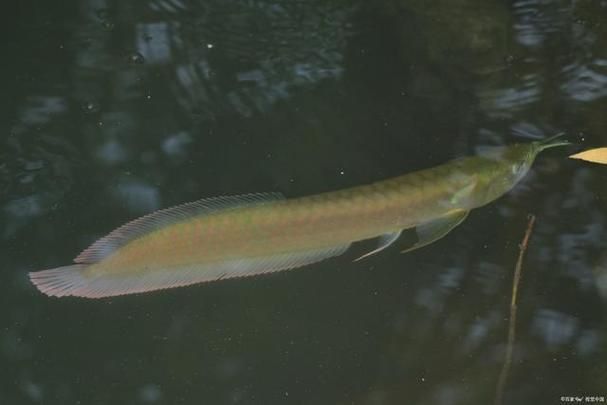龍源魚照片