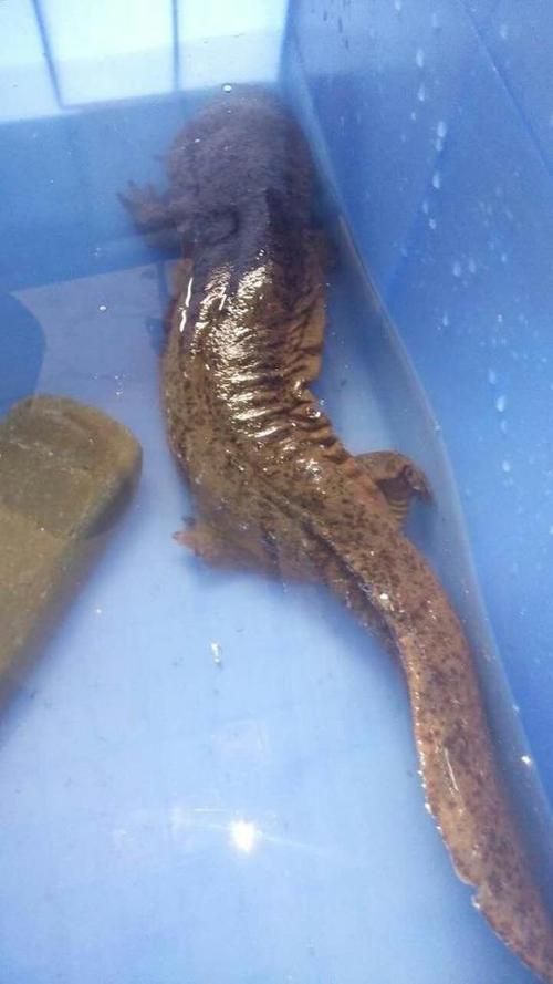 龍源魚照片