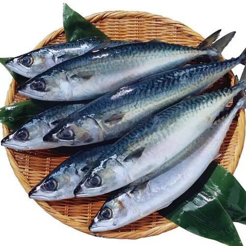 龍源魚照片