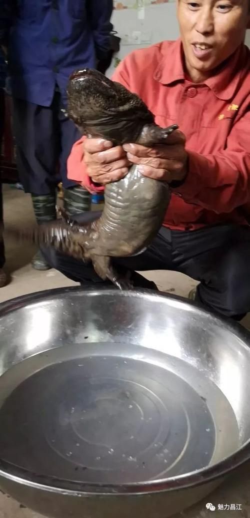 龍源魚照片