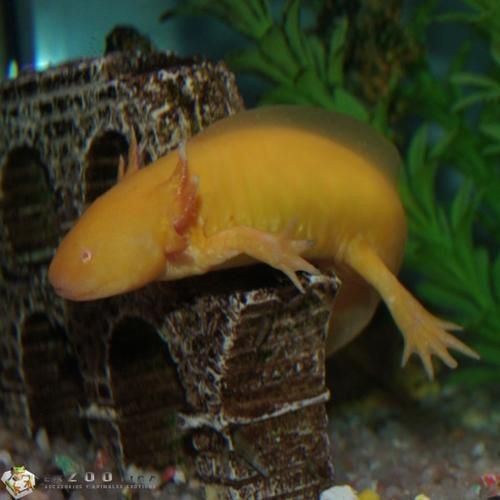 龍源魚照片