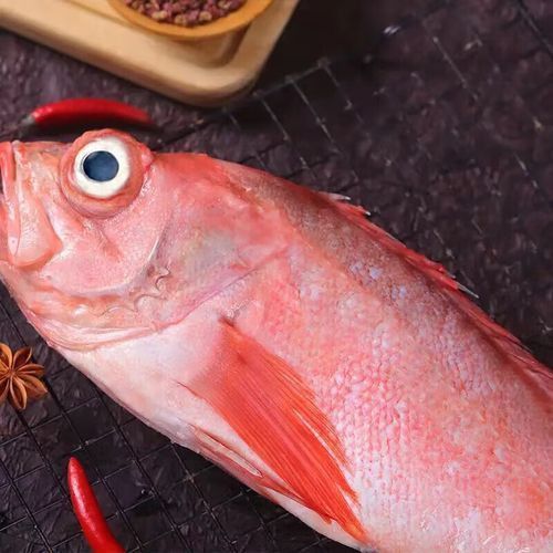 龍源魚照片