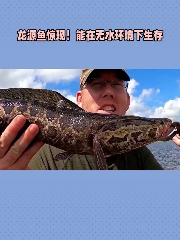 龍源魚照片