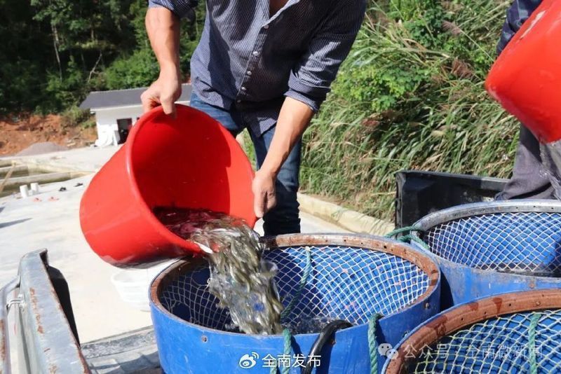 龍源魚照片