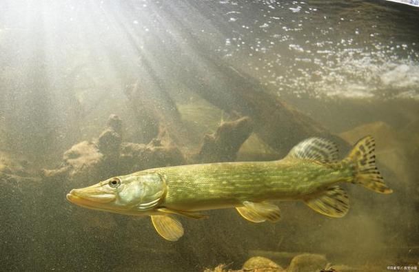 龍源魚照片
