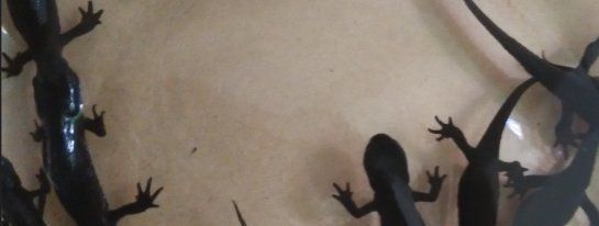龍源魚照片