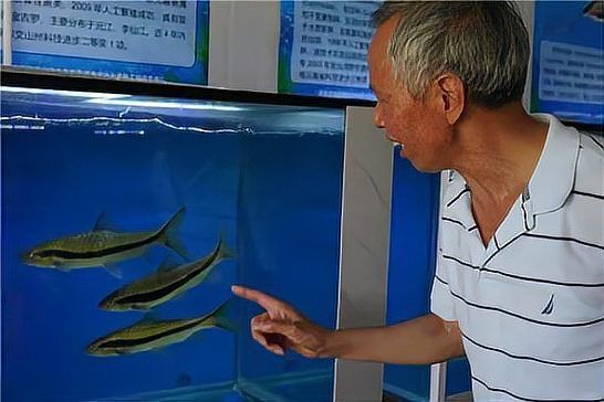 龍源魚照片