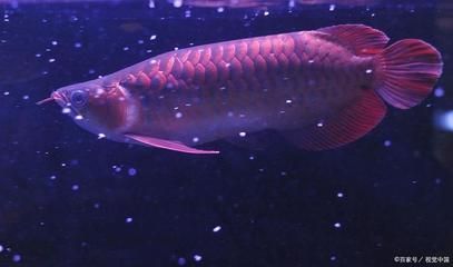 紅龍魚食物選擇對發(fā)色影響：紅龍魚喂食頻率與健康關(guān)系