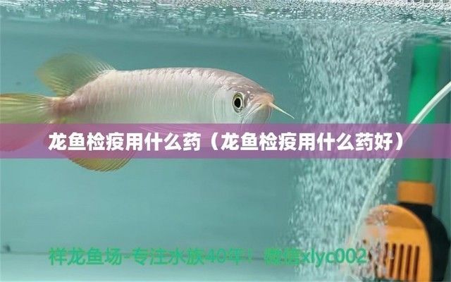 給龍魚做檢疫用什么好一點：龍魚做檢疫用什么藥最好