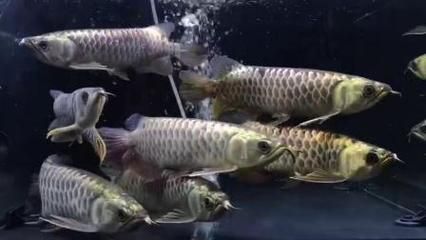 金龍魚最適合和什么魚混養：金龍魚最適合與什么魚混養