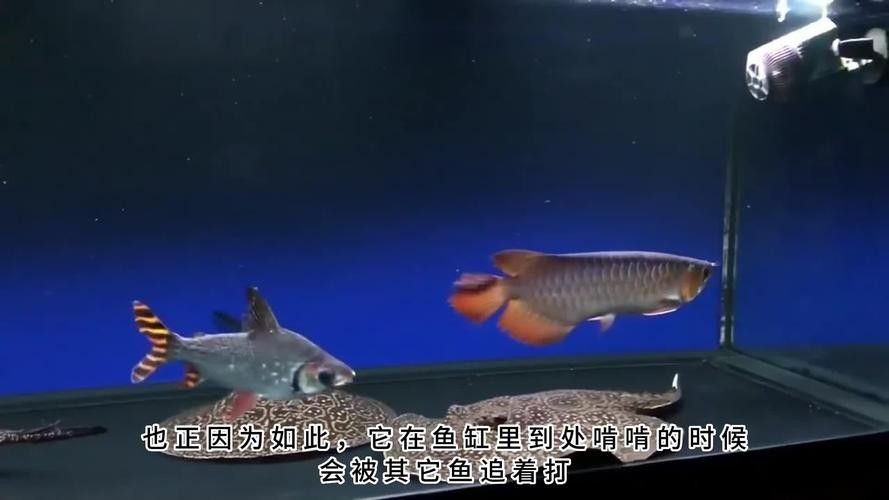 龍魚配幾條飛鳳魚合適圖片