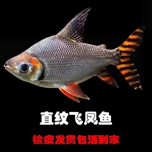 龍魚配幾條飛鳳魚合適圖片
