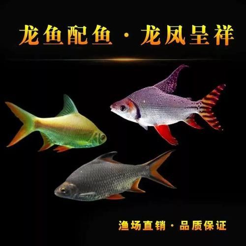 龍魚配幾條飛鳳魚合適圖片