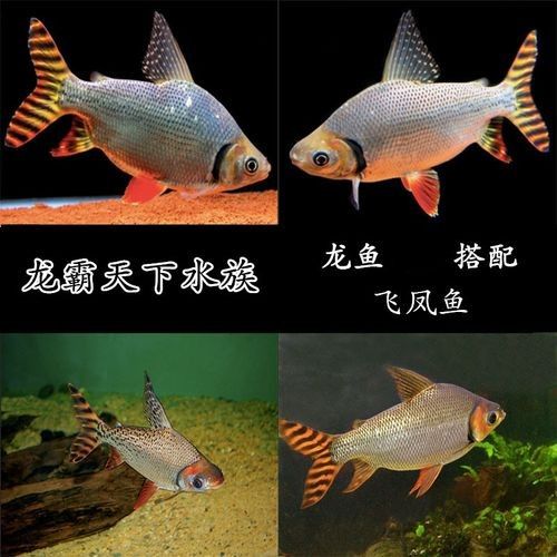 龍魚配幾條飛鳳魚合適圖片