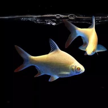 龍魚配幾條飛鳳魚合適圖片