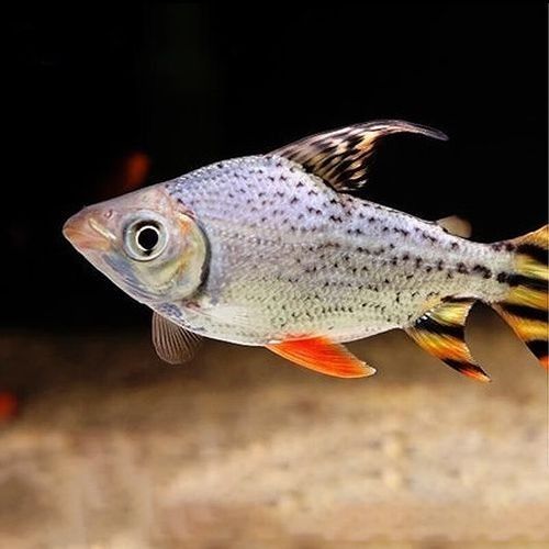 龍魚配幾條飛鳳魚合適圖片
