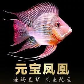 龍魚配幾條飛鳳魚合適圖片