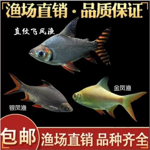 龍魚配幾條飛鳳魚合適圖片