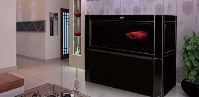 龍魚缸適合放沉木嗎：龍魚缸是否適合放沉木 龍魚缸適合放沉木嗎：龍魚缸是否適合放沉木 龍魚百科 第4張