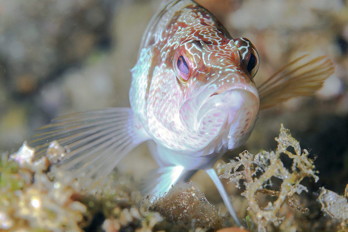 六角龍魚白斑病怎么治