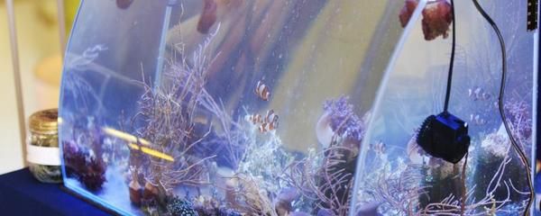 紅龍魚市場價多少錢一條啊圖片（紅龍魚市場價多少錢一條啊圖片大全）