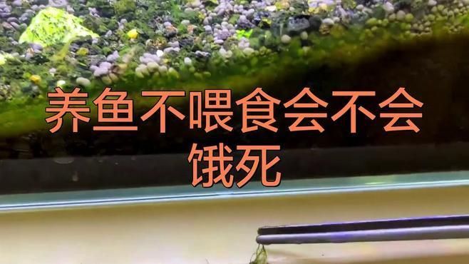 恐龍王魚幾天不喂會餓死