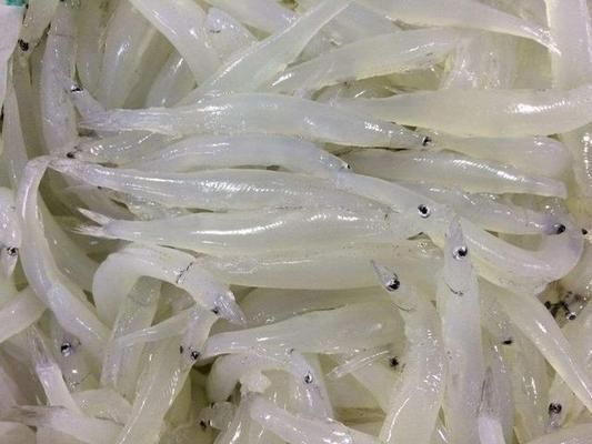 銀板魚繁殖成功案例分享：如何提高銀板魚的繁殖成功率