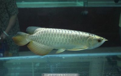 紅龍魚金龍魚銀龍魚（紅龍魚、金龍魚、銀龍魚、青龍魚、青龍魚養哪個更好）